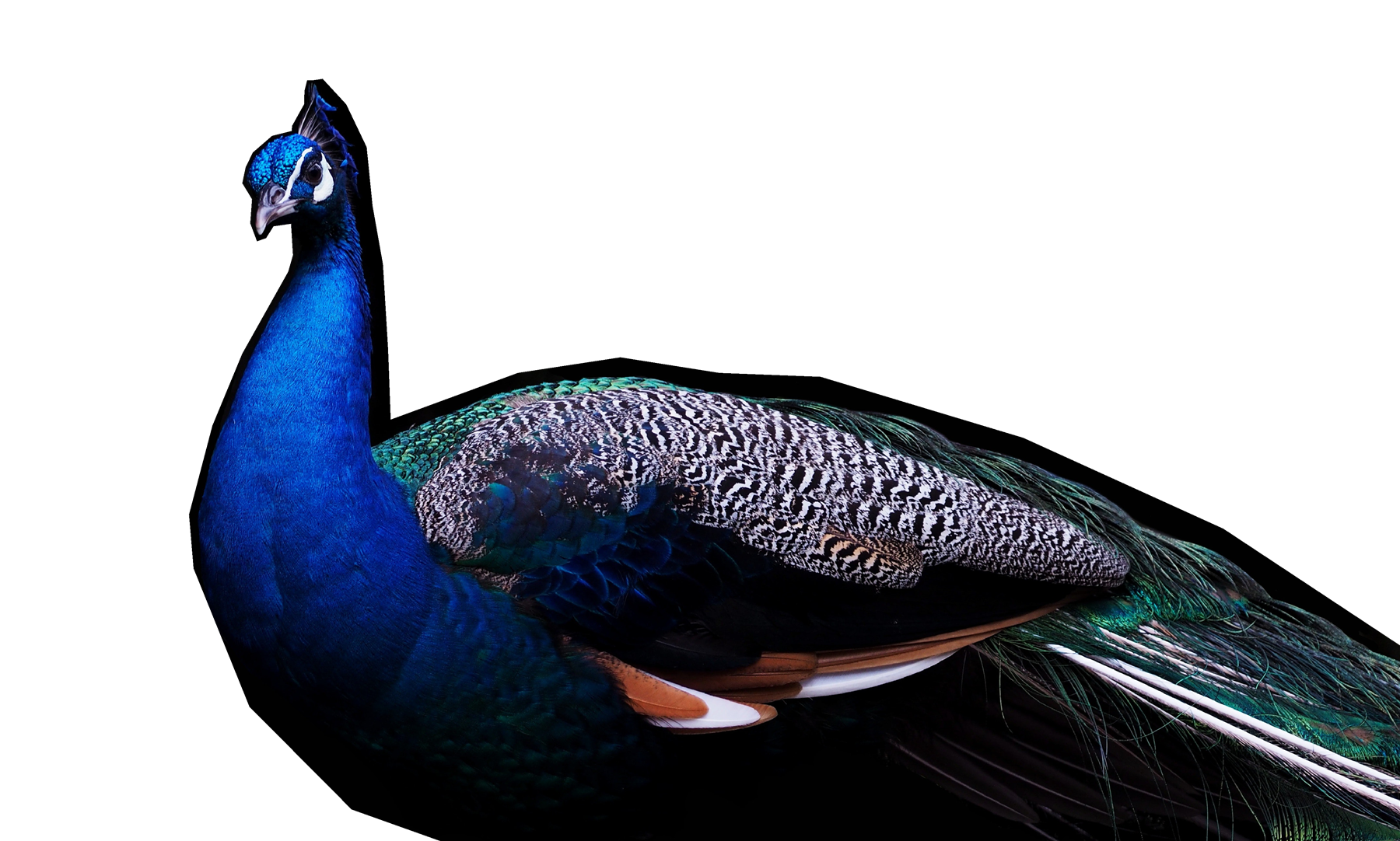 Beautiful peacock